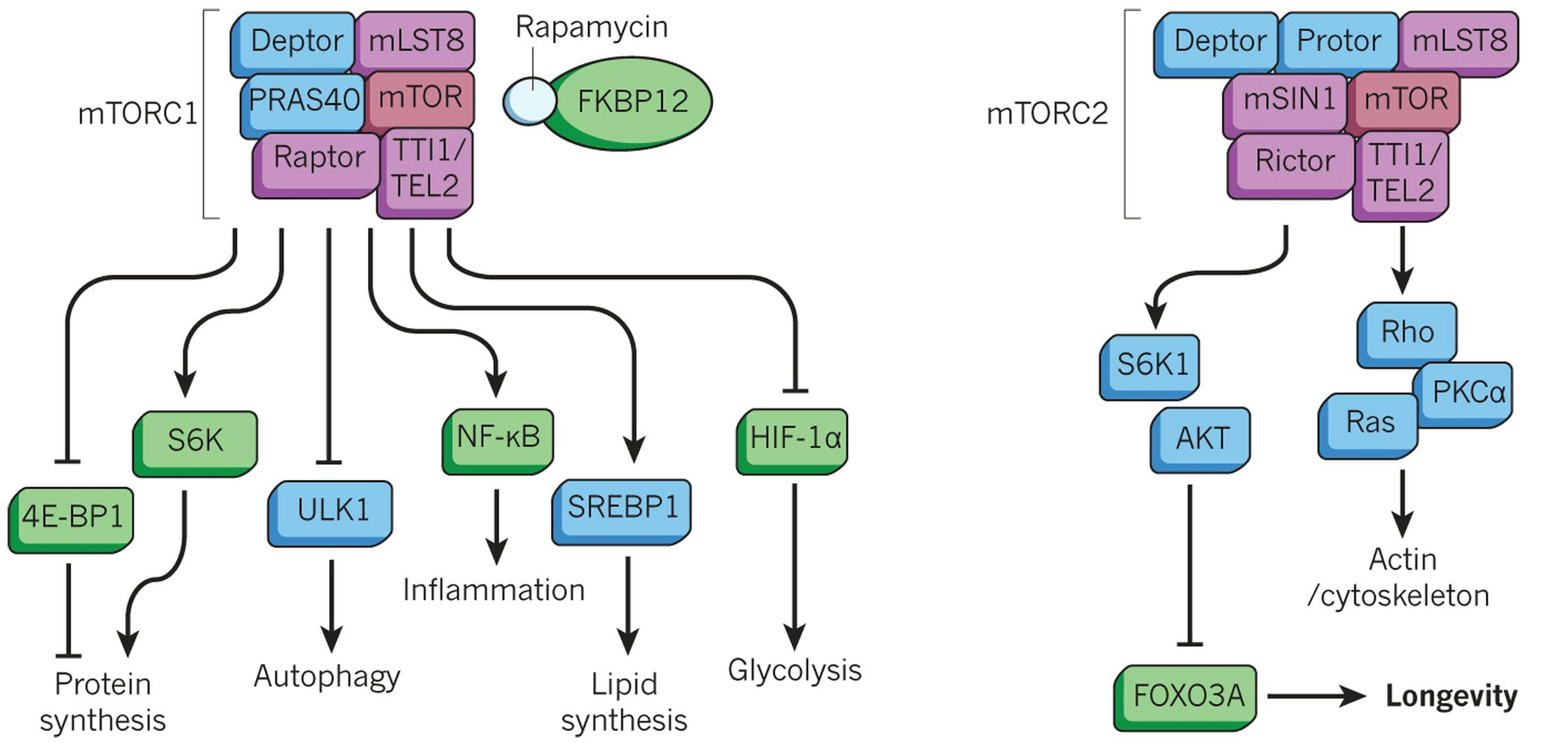 Tornado Therapeutics development of rapamycin analogs