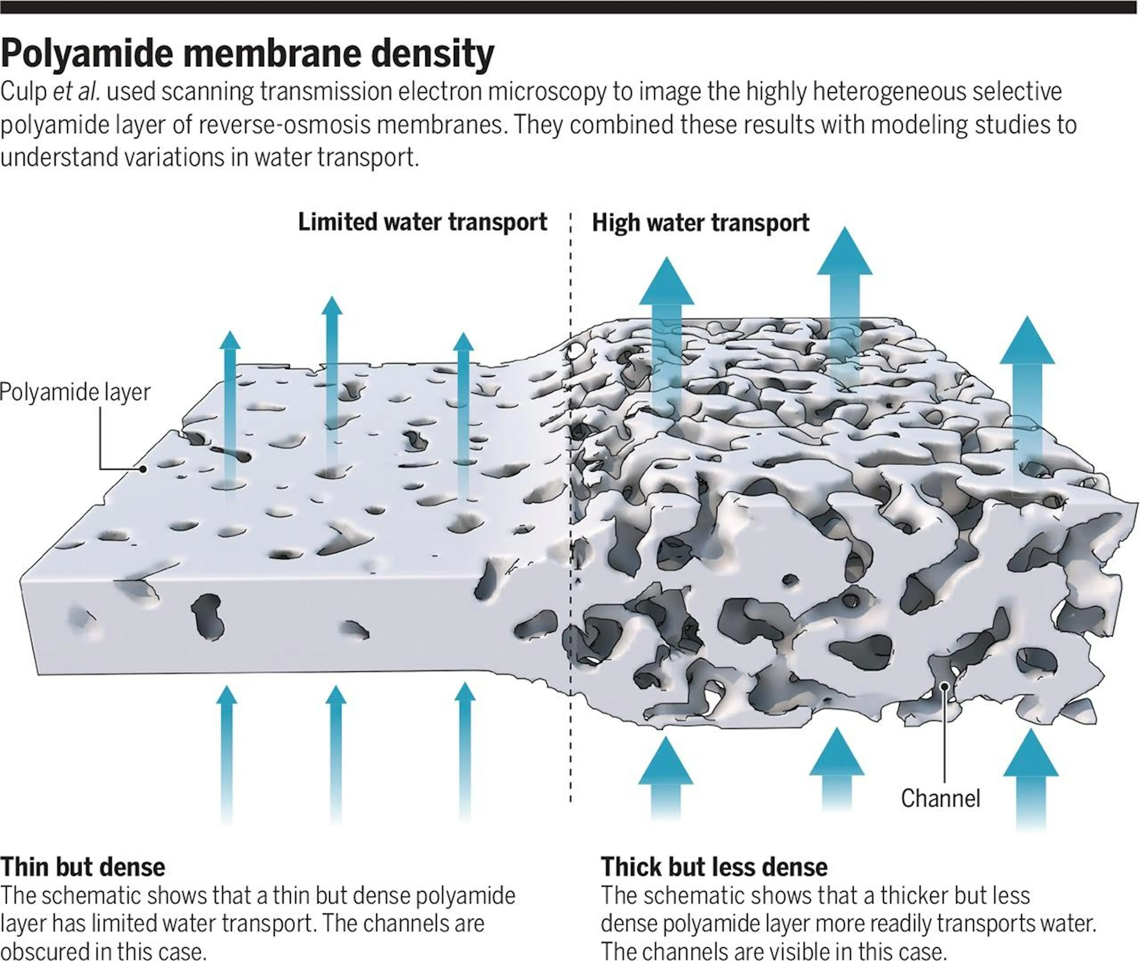 Illustration of polyamide membrane density, contrasting a thin dense layer with limited transport against a thicker, less dense layer with visible channels