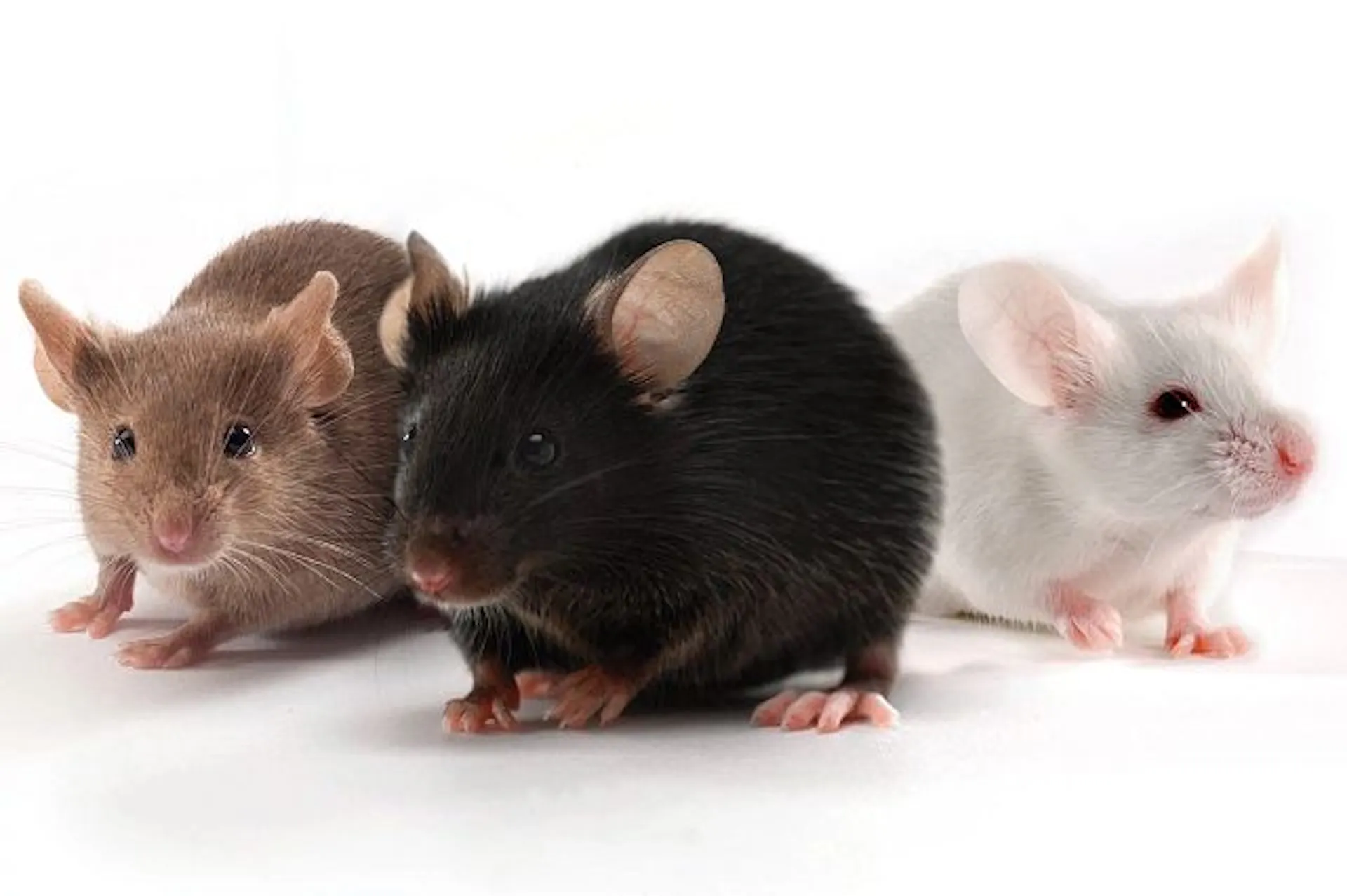 Three lab rats