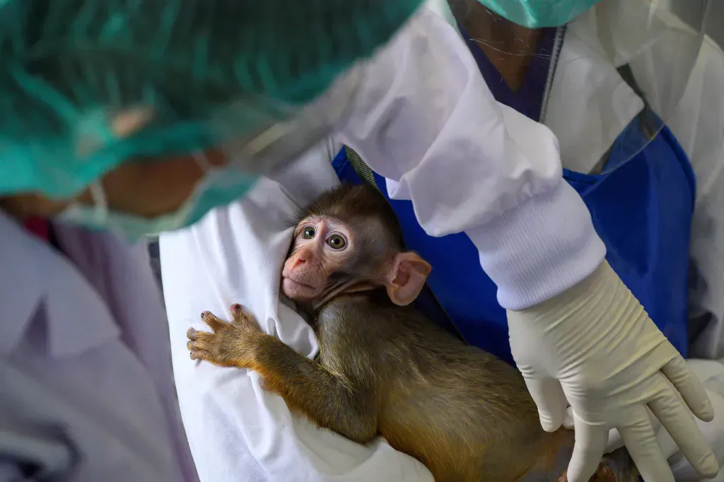 Non-human primate lab testing
