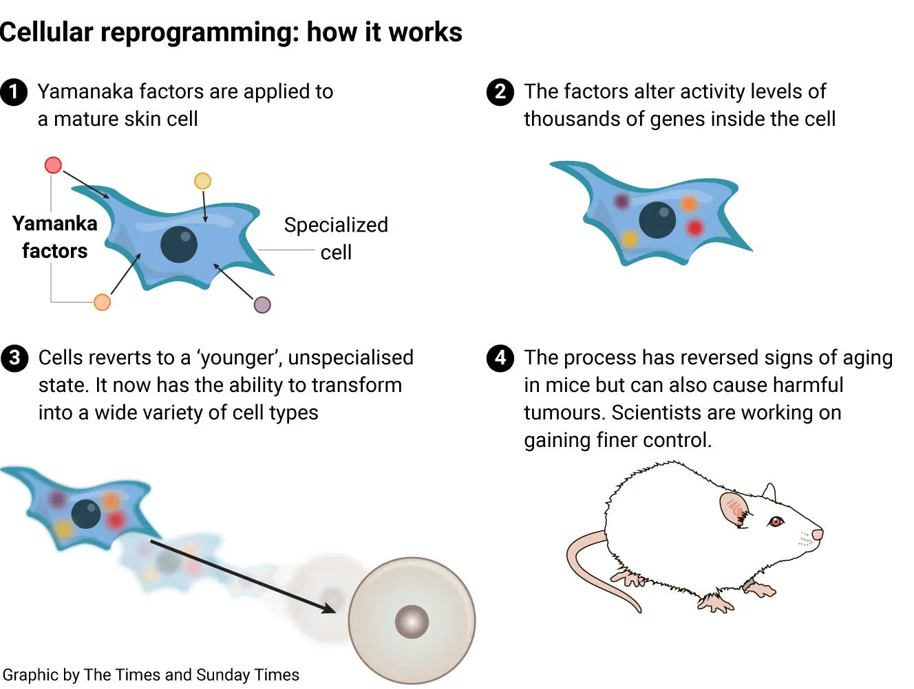 Diagram of how cellular reprogramming works