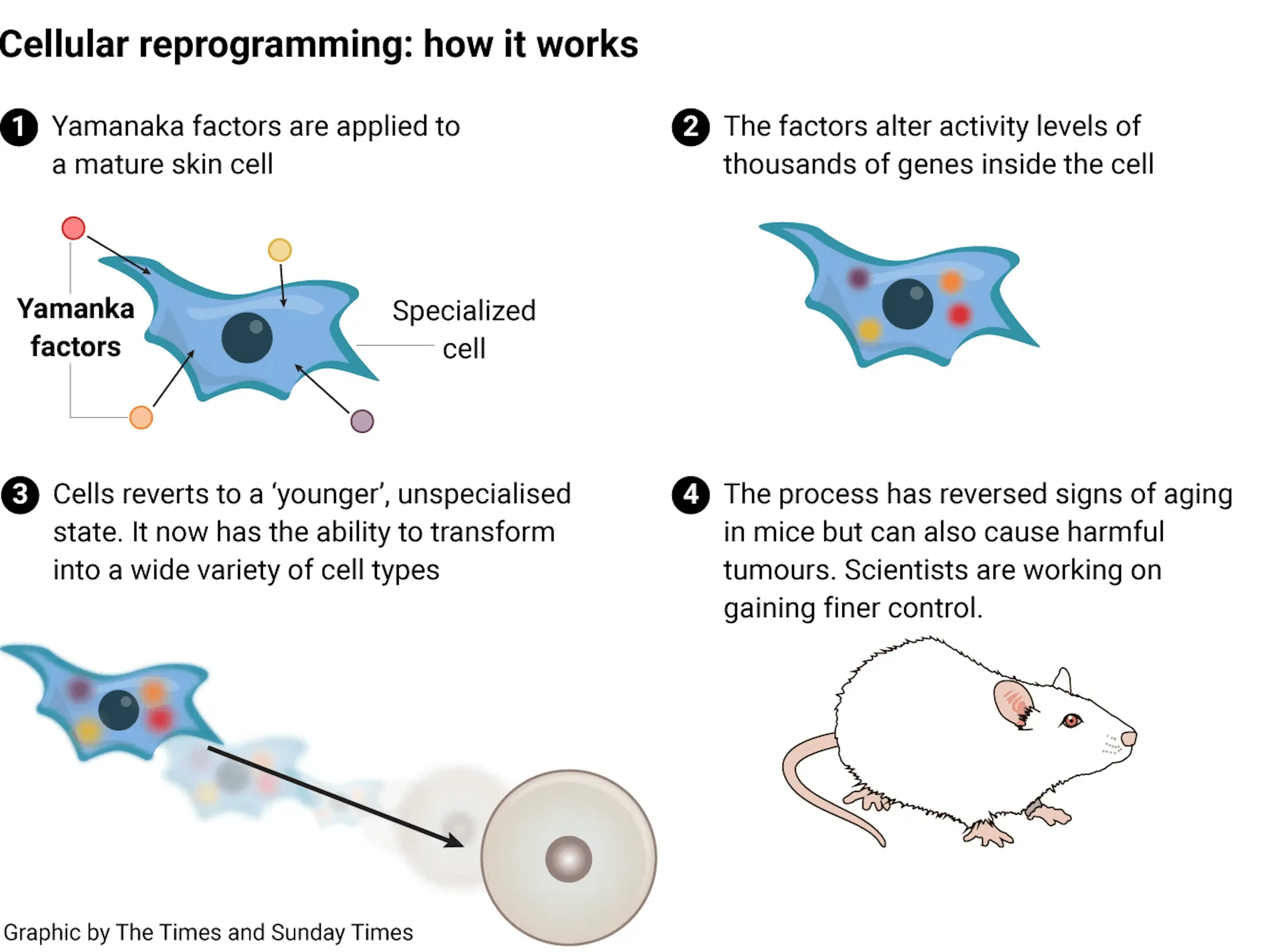 Diagram of how cellular reprogramming works