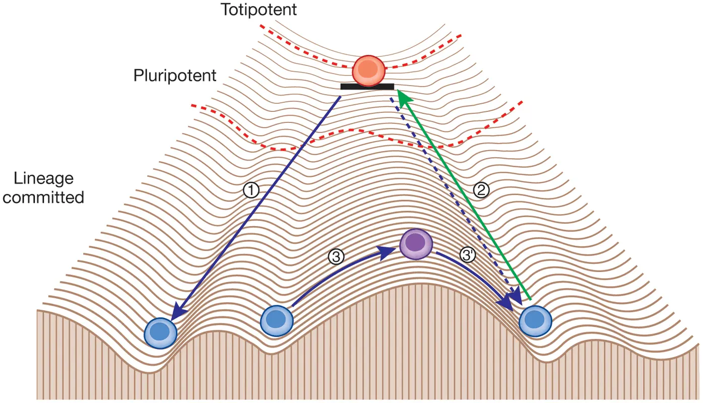 Diagram of partial epigenetic reprogramming