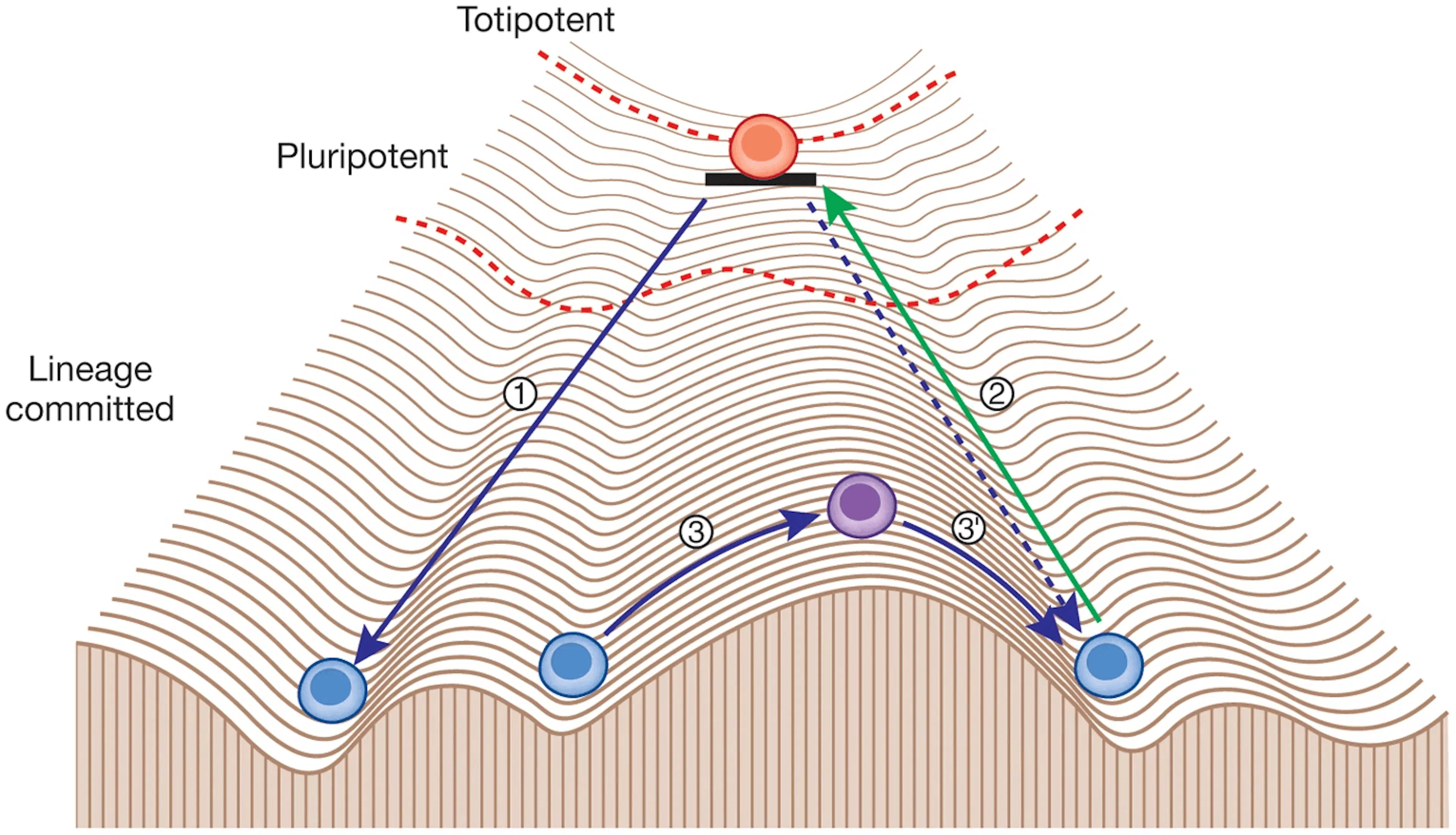 Diagram of partial epigenetic reprogramming 