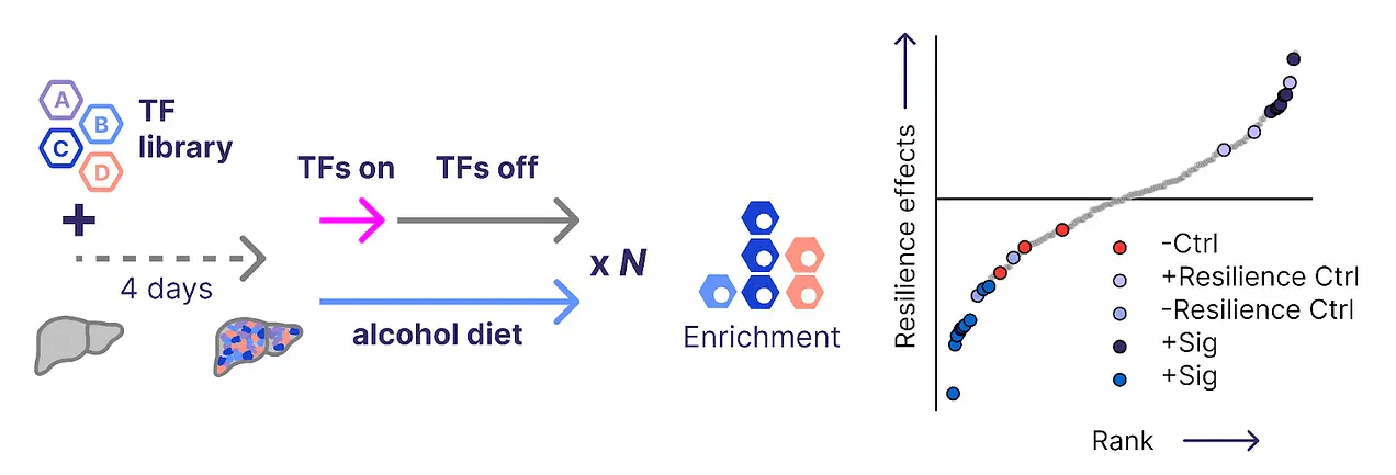 Pooled in vivo screens for reprogramming payloads that restore youthful resilience to harmful diets.