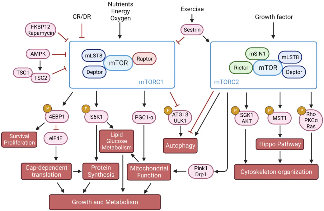mTORC1 and mTORC2 signaling in the regulation of protein synthesis, lipid and glucose metabolism, mitochondrial function, autophagy, and cytoskeleton organization.