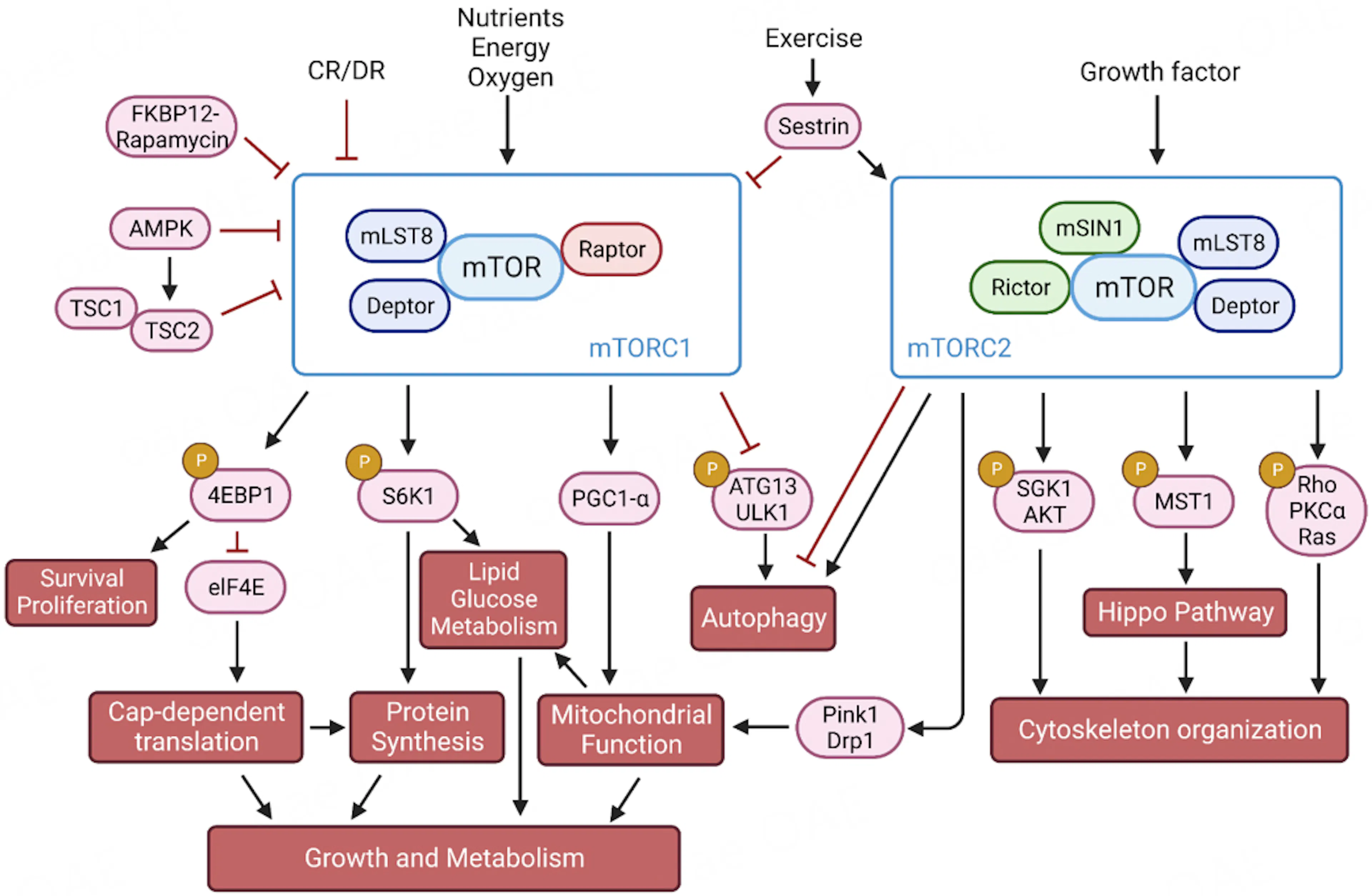  mTORC1 and mTORC2 signaling in the regulation of protein synthesis, lipid and glucose metabolism, mitochondrial function, autophagy, and cytoskeleton organization.