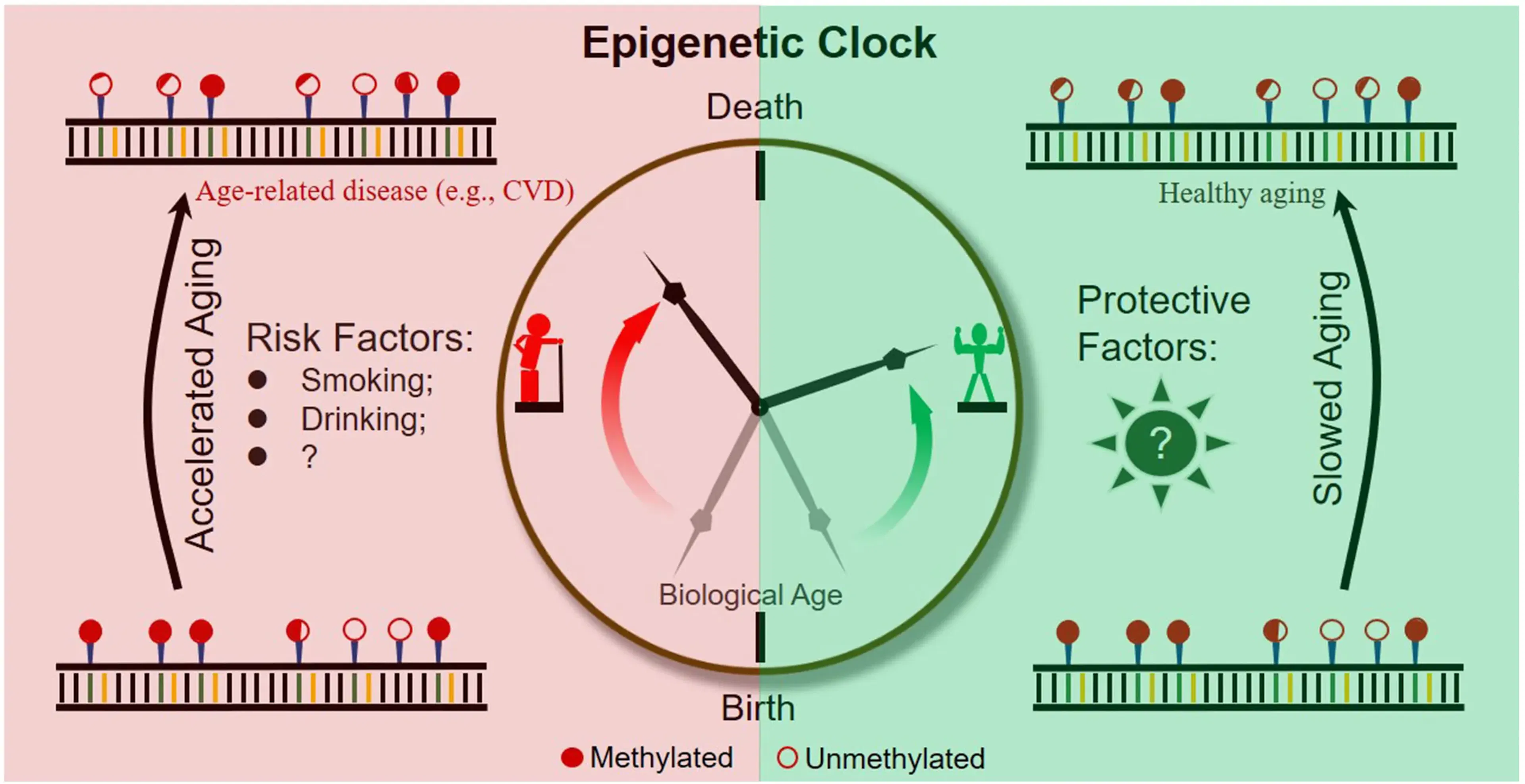 Schematic diagram of an epigenetic clock across a human lifetime. 