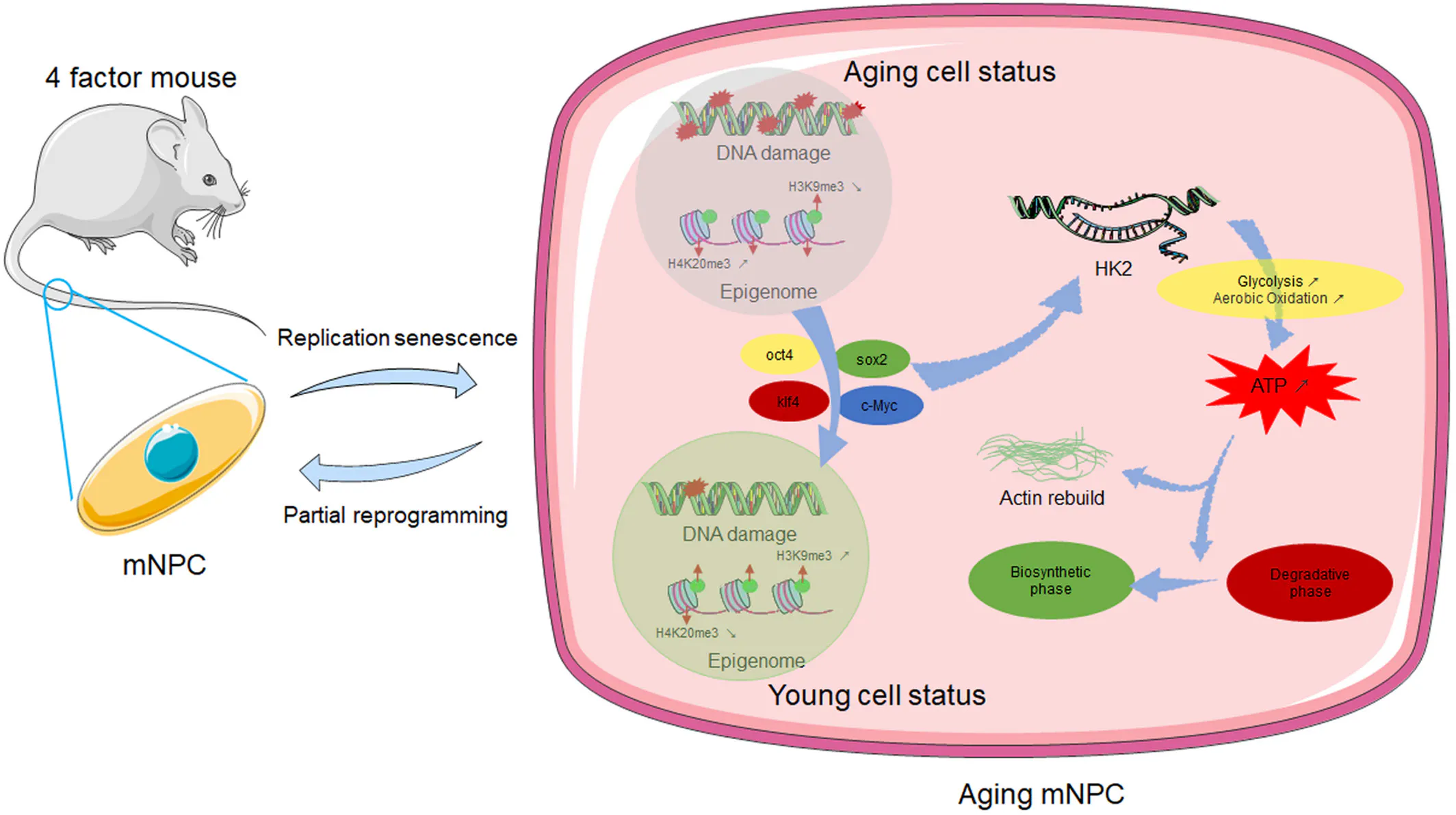 Schematic Diagram of partial reprogramming in aging NPCs