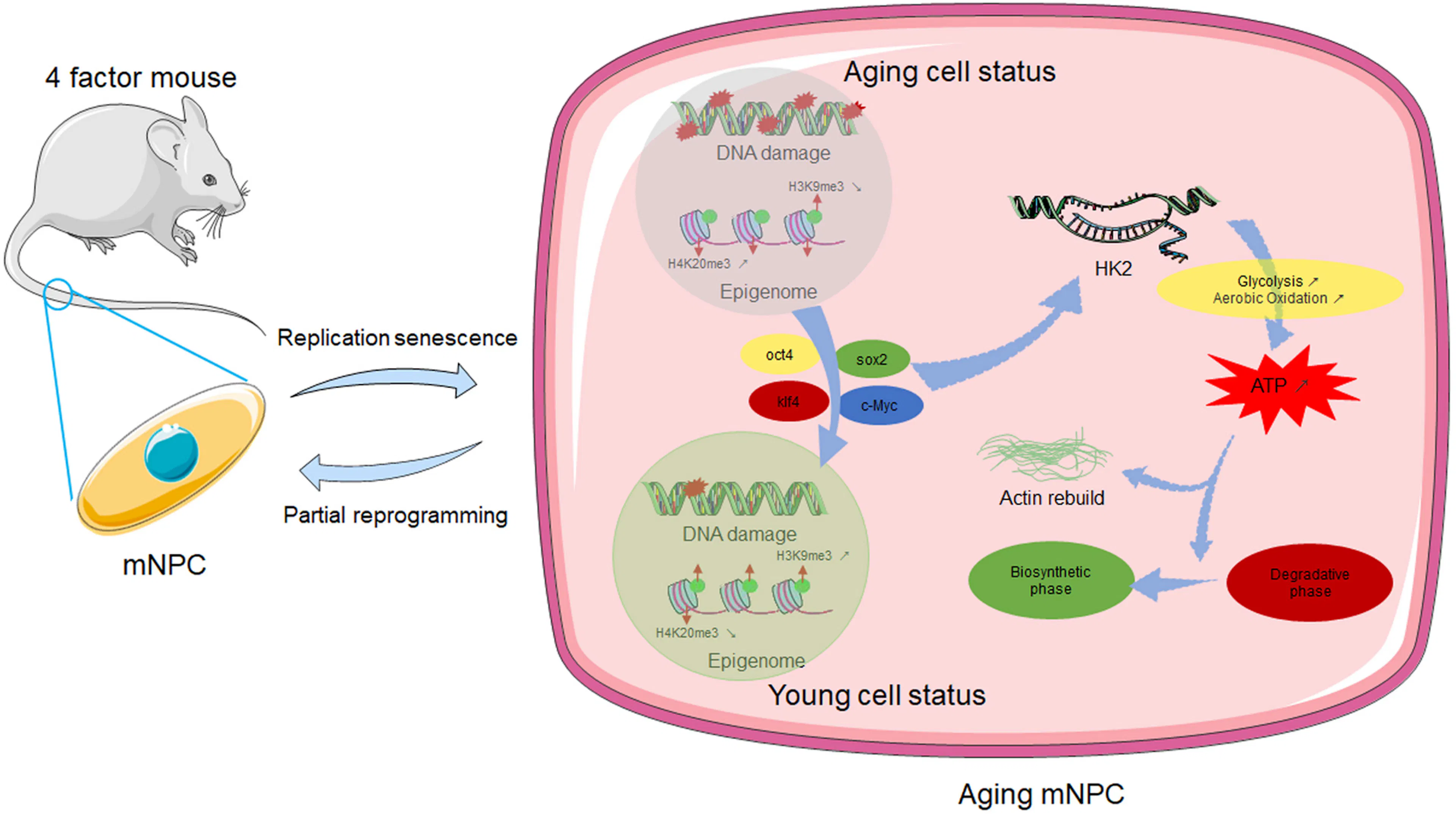 Schematic Diagram of partial reprogramming in aging NPCs