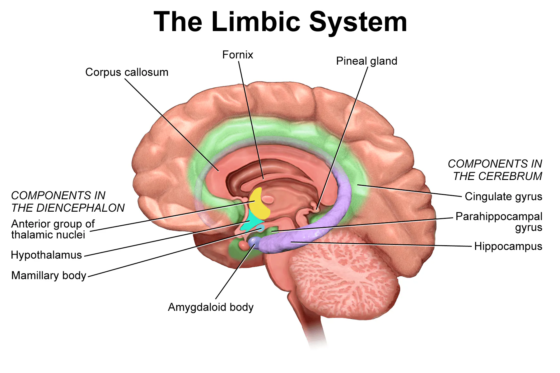 Diagram of the limbic system in the brain