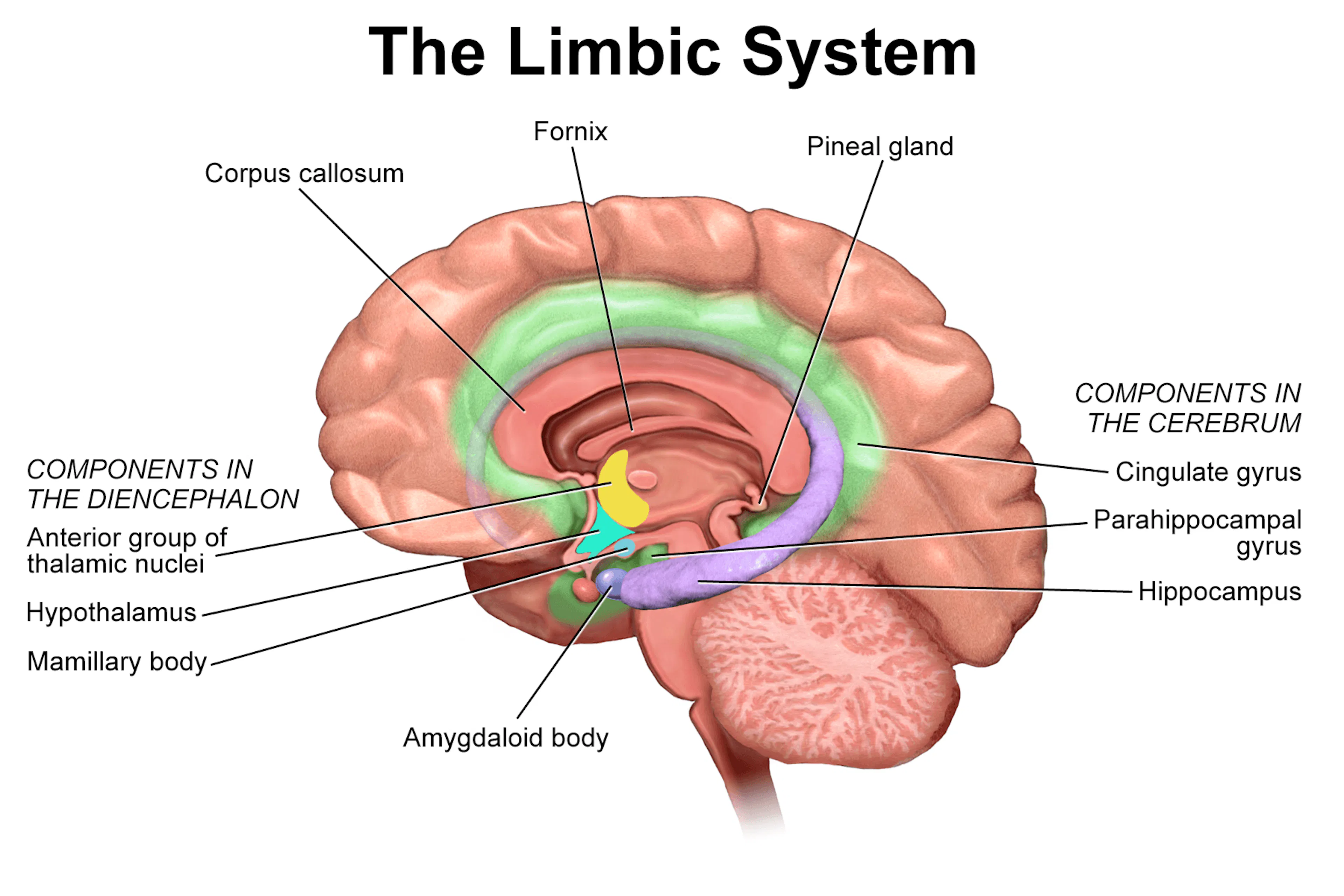 Diagram of the limbic system in the brain