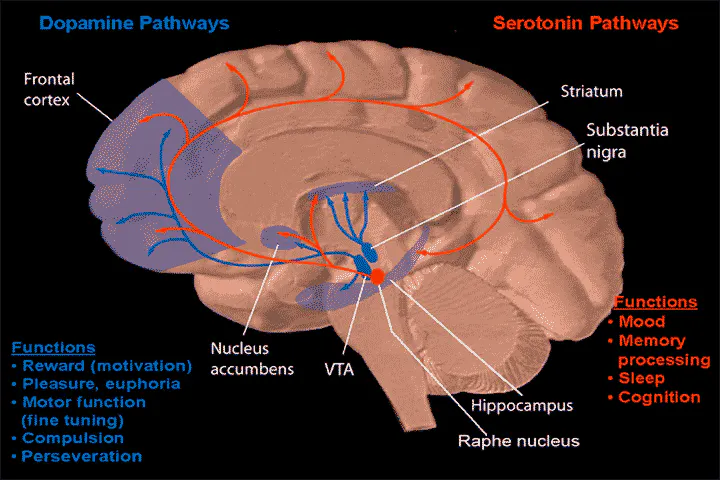 Diagram of the dopamine and serotonin pathways in the brain
