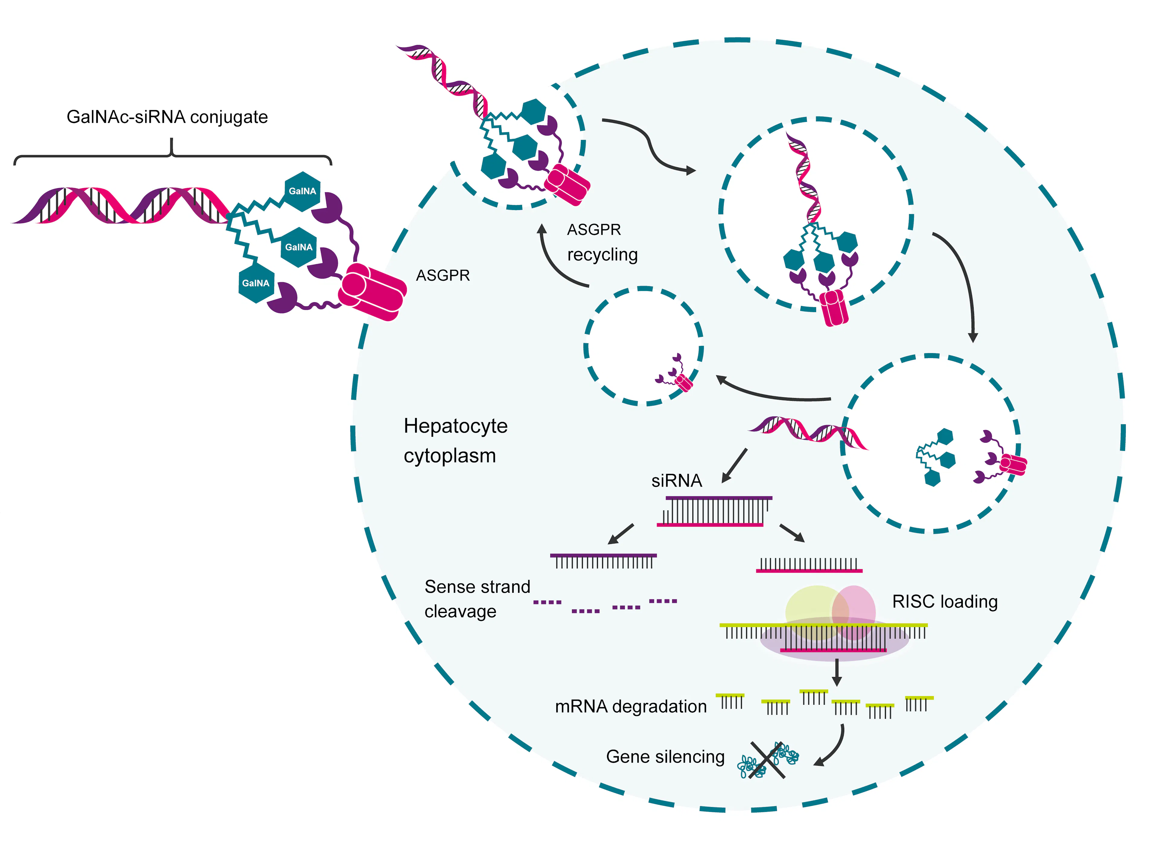 Diagram of GalNAc-siRNA conjugates
