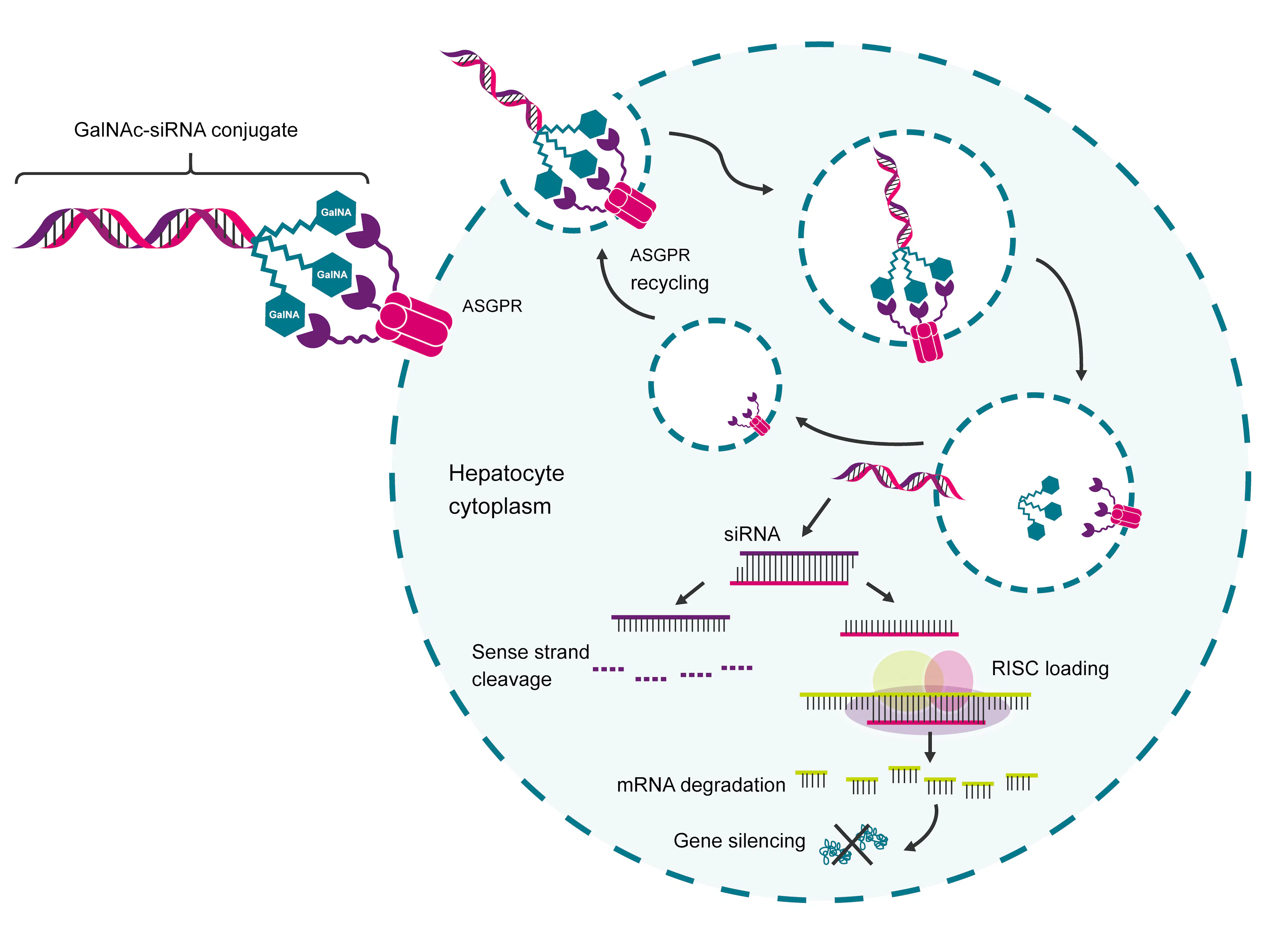 Diagram of GalNAc-siRNA conjugates