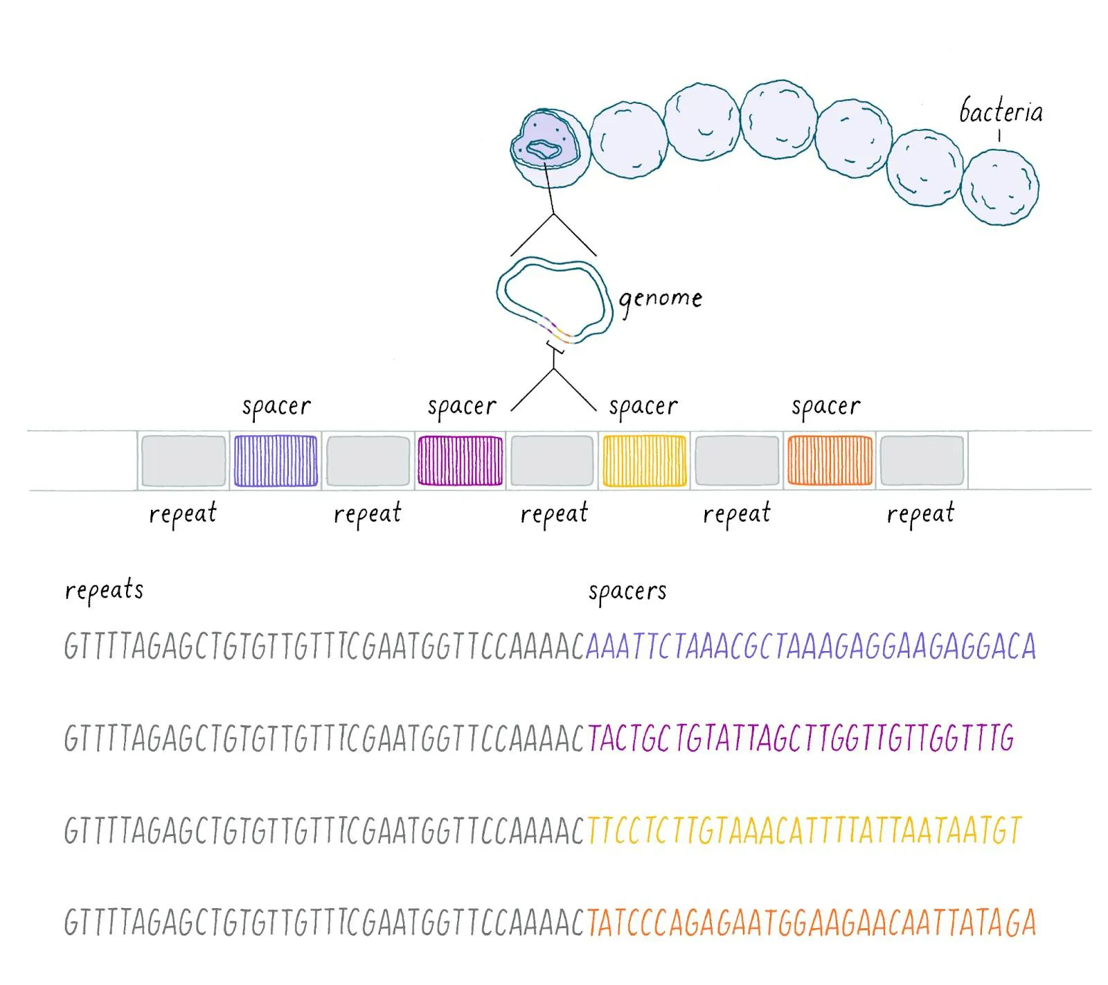 Diagram of a bacterial CRISPR array, alternating repeats and virus-derived spacers, with the underlying sequences shown
