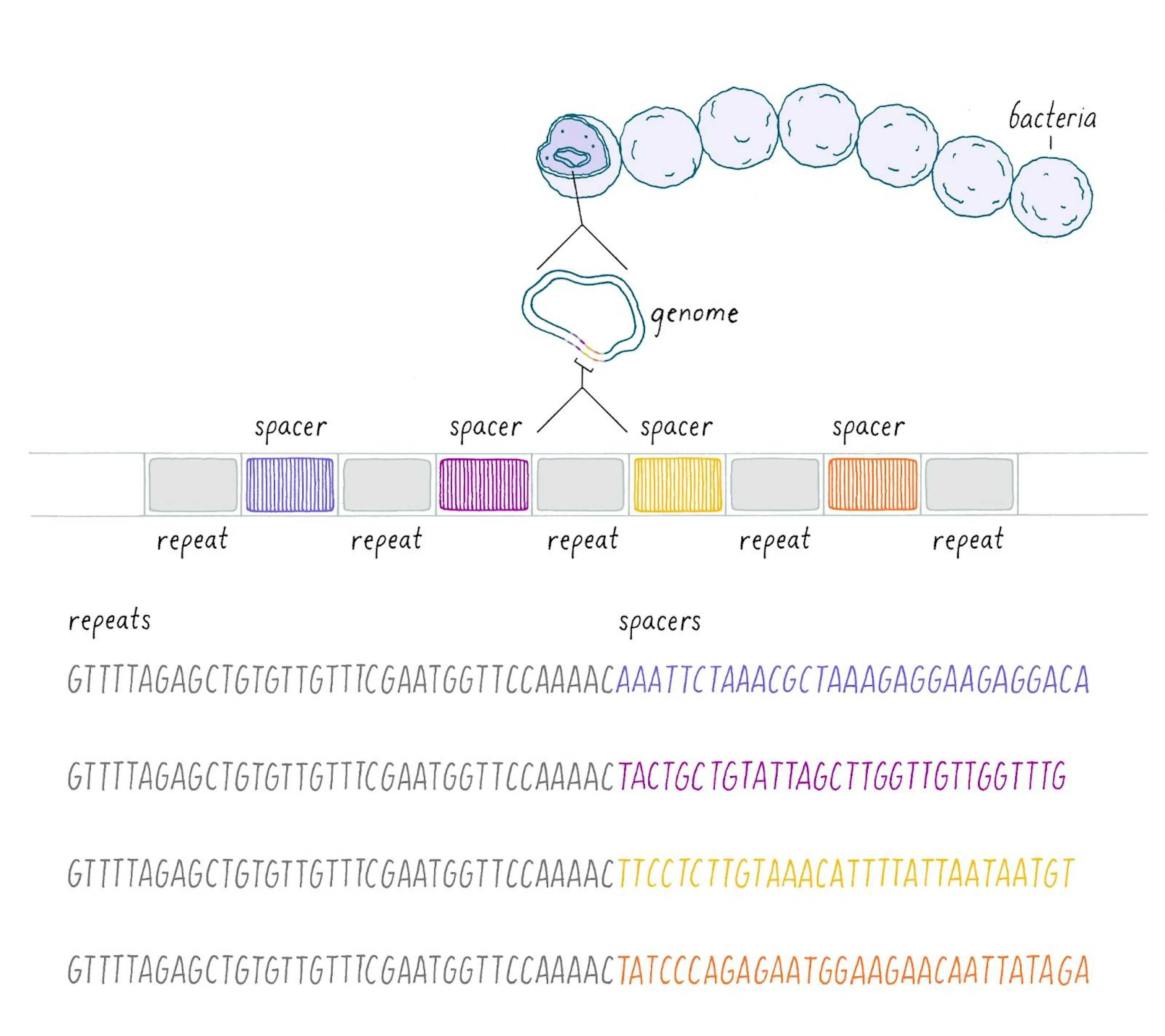 Diagram of a bacterial CRISPR array, alternating repeats and virus-derived spacers, with the underlying sequences shown