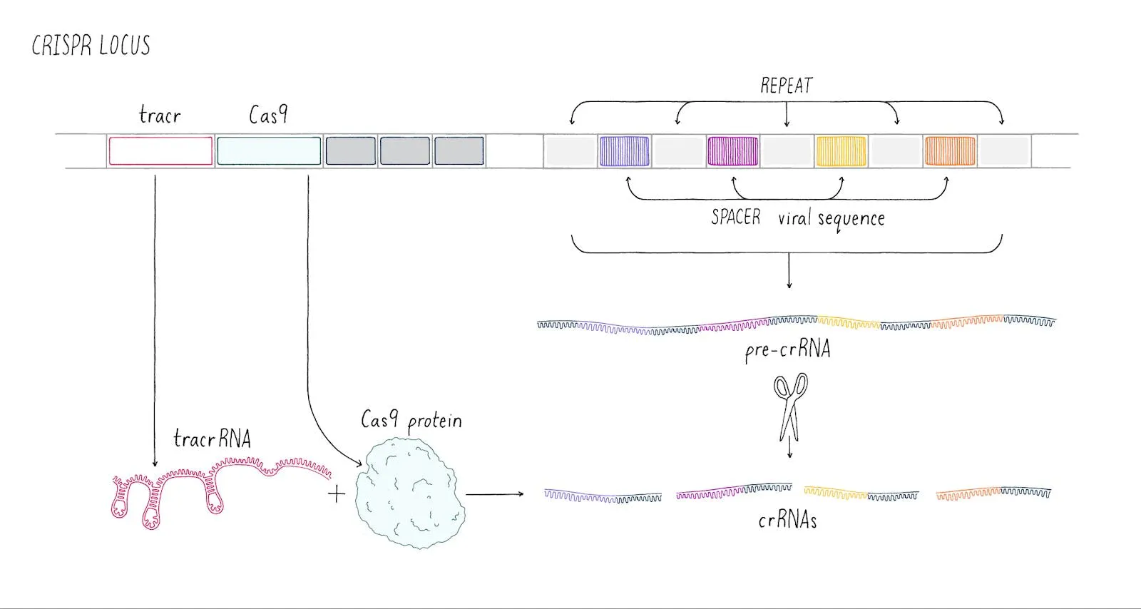 Diagram of the CRISPR locus, tracrRNA and Cas9 combining to process pre-crRNA into individual guide crRNAs