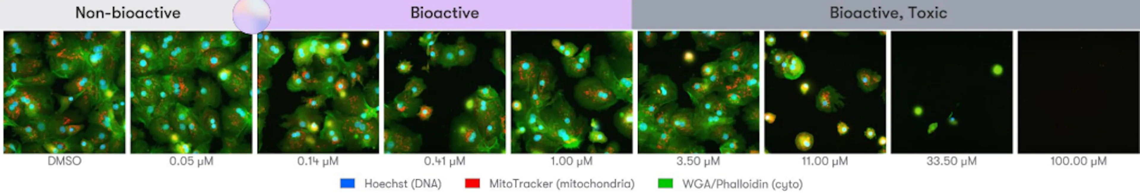 Cell painting images of primary human hepatocytes across nine concentrations of a compound from 0.05 µM to 100 µM, grouped as non-bioactive, bioactive, and bioactive and toxic as the cells change shape and then die.