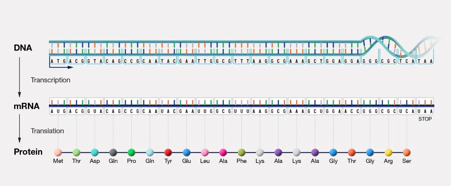 Diagram of the central dogma, DNA transcribed to mRNA and translated into a chain of named amino acids