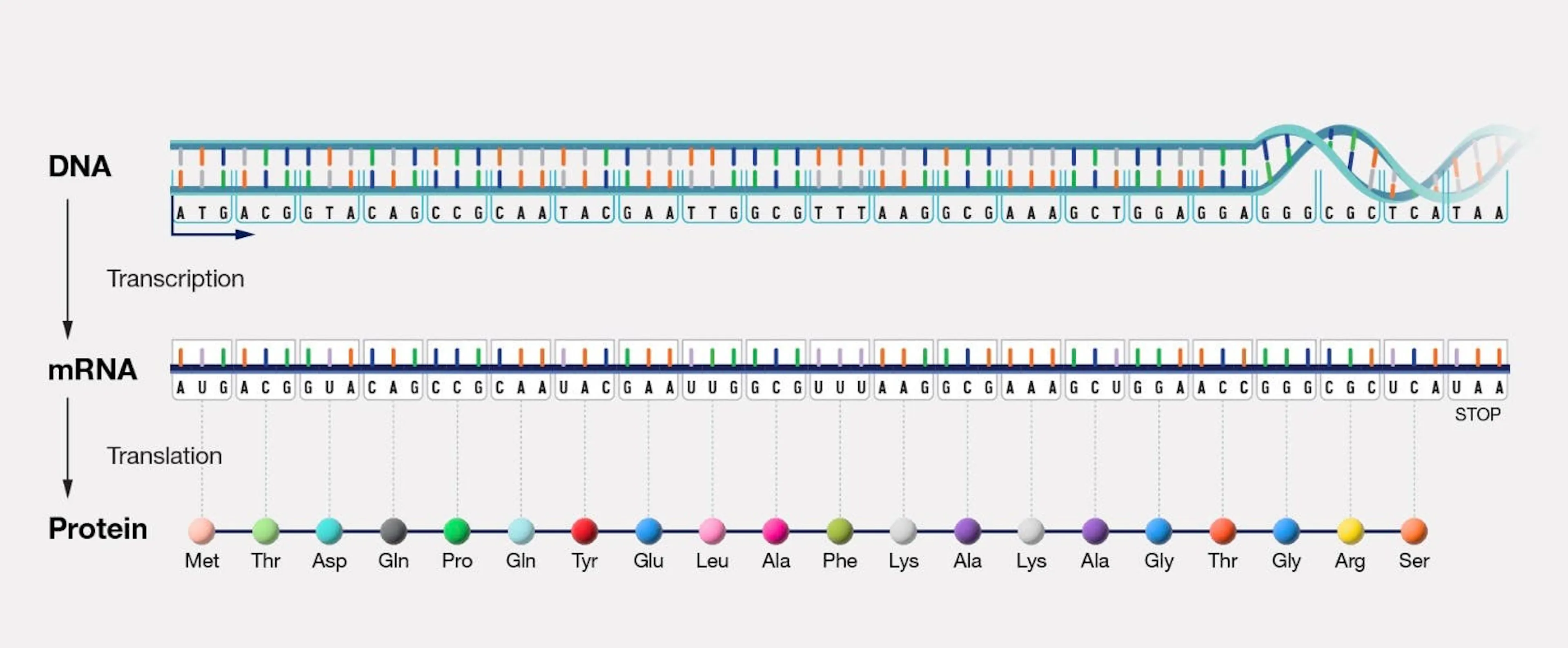 Diagram of the central dogma, DNA transcribed to mRNA and translated into a chain of named amino acids