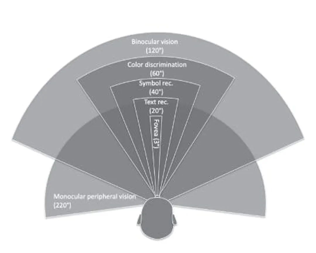 Diagram of the human visual field, nested arcs from three-degree foveal vision out to 220-degree peripheral vision