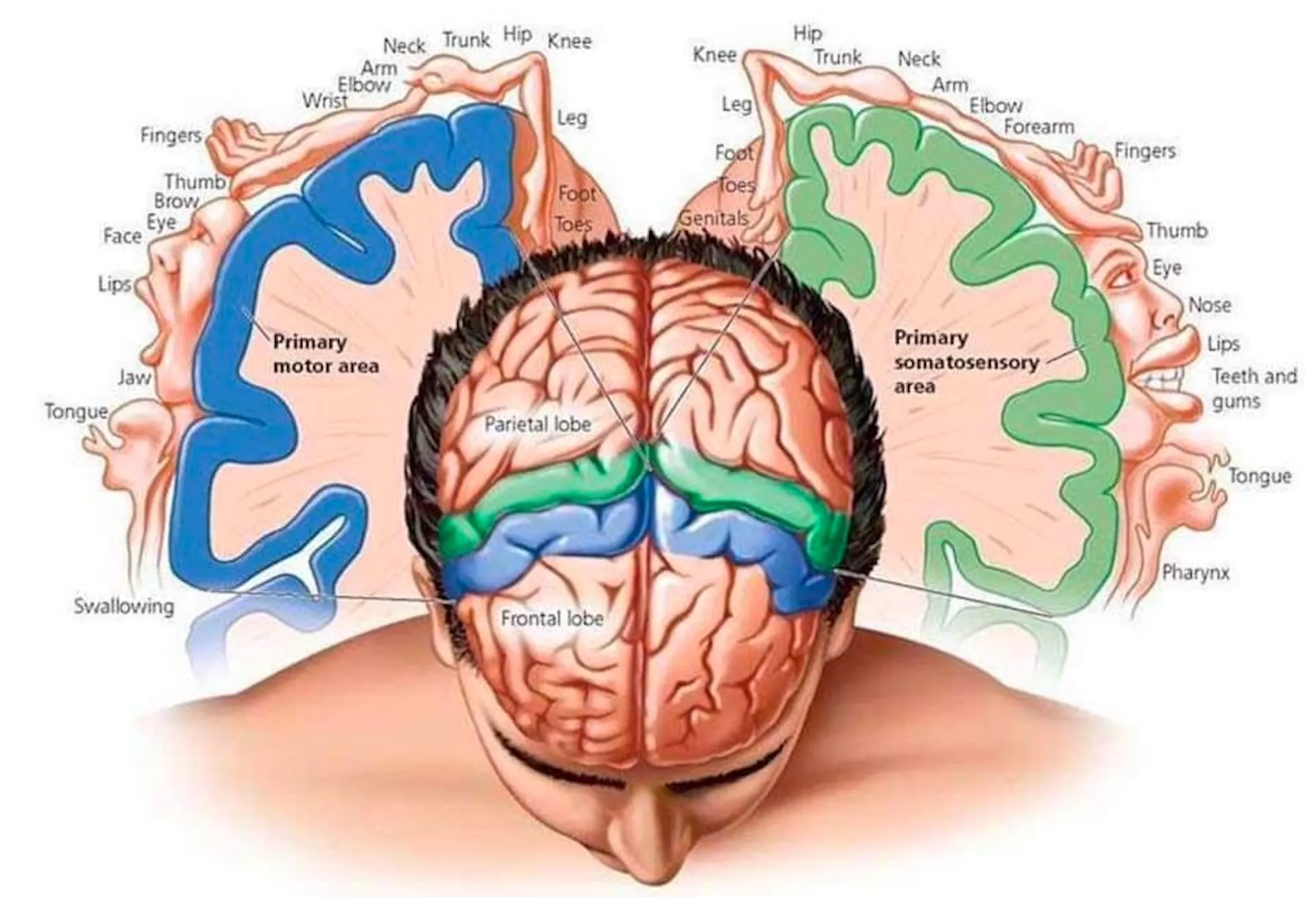 Penfield's cortical homunculus diagram, mapping body parts onto the primary motor and somatosensory strips of the brain