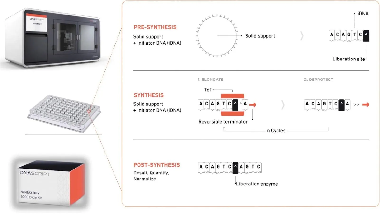 Diagram of enzymatic DNA synthesis, from pre-synthesis on solid support through elongation and deprotection cycles to liberation, beside the benchtop synthesiser