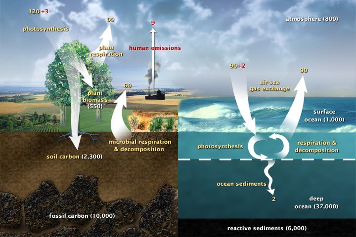 Carbon cycle explained