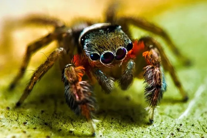 A close up image of a native Australian Spider