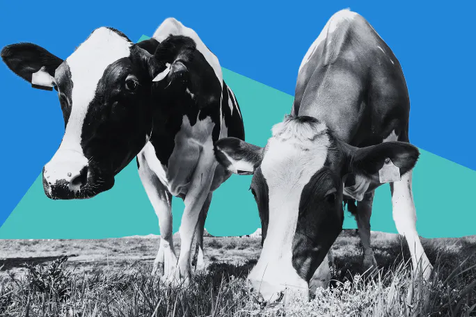 two cows leaning down to eat in front of a blue background