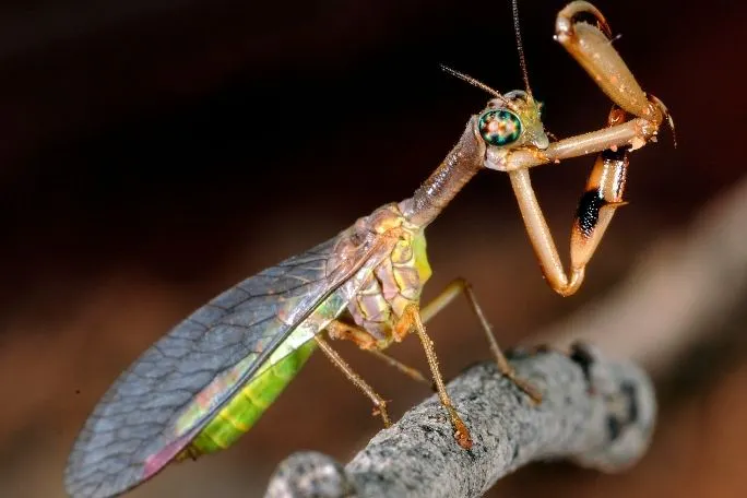 A close up image of a native Australian Spider