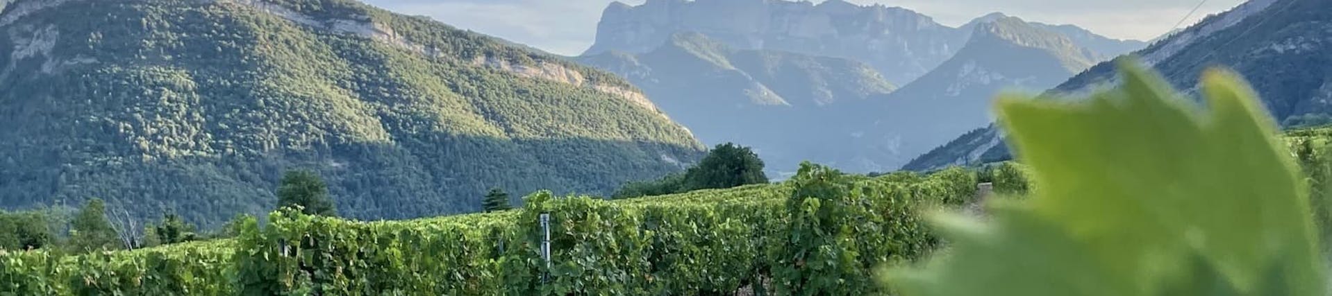 Vincent Viard. Vigneron Vincent Viard. Vigneron