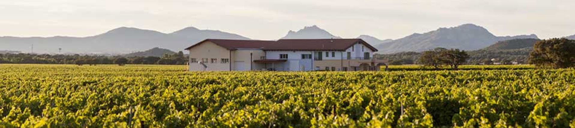 Marco Zanatta. Vigneron