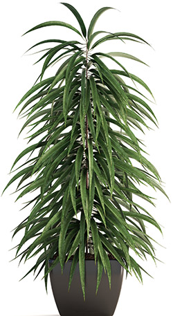 Photo du produit Ficus Alli