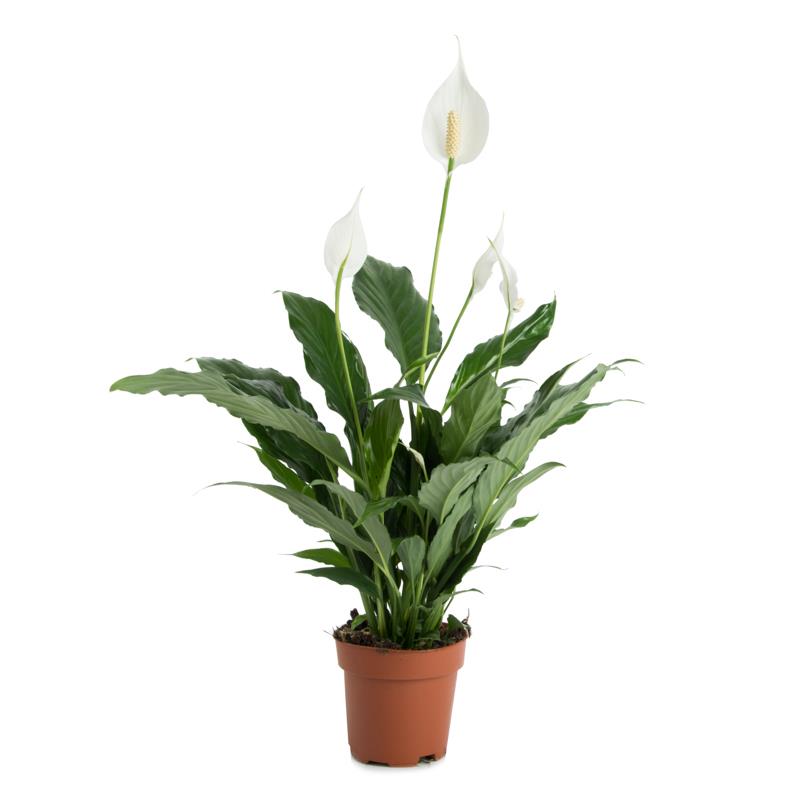 Photo du produit Spathiphyllum