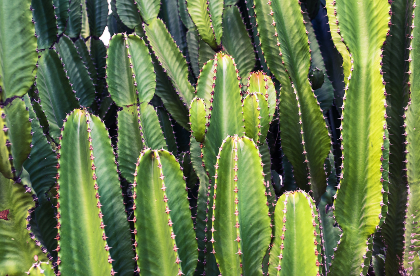 Entretenir Un Cactus : Le Tuto Le Plus Court De L’histoire Des Tutos