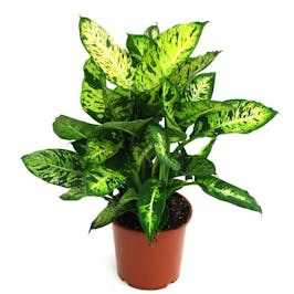 Photo du produit Dieffenbachia Compacta