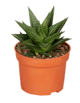 Photo du produit Plante succulente en pot