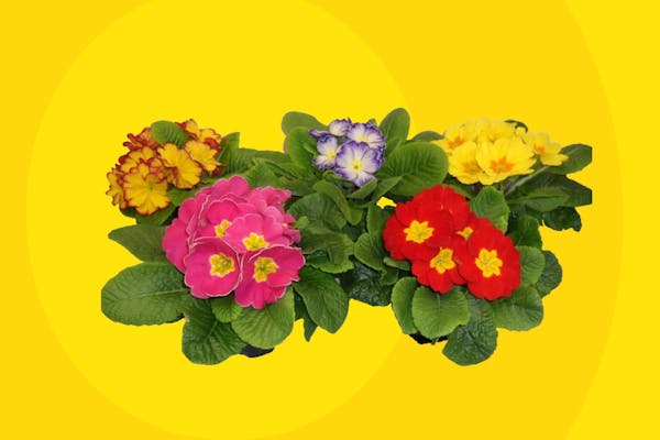 Pot Jardin XXL - Garantie 2 ans – Pots de Fleurs and Co