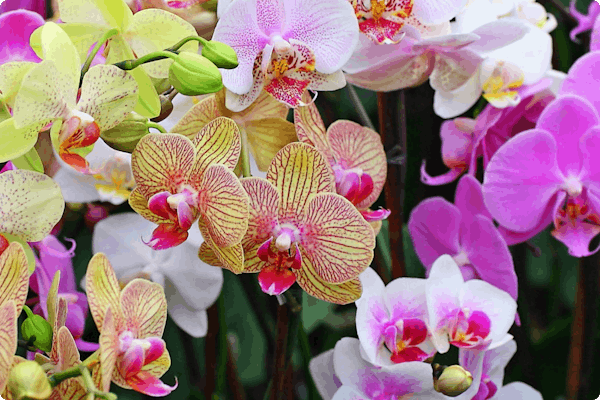 1 orchidée phalaenopsis achetée = 2ème à -50% du 17 mai au 2 juin