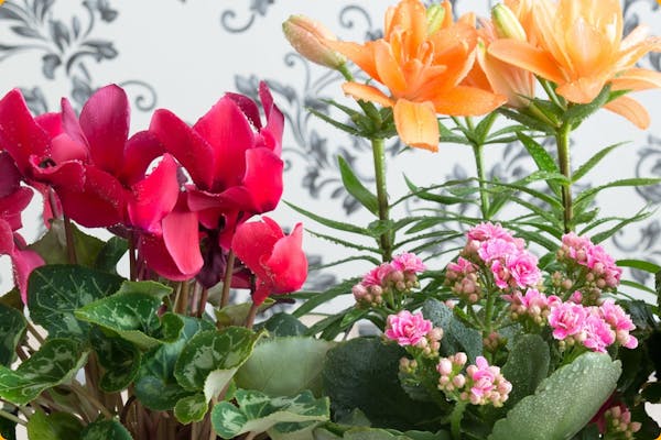Serre de Jardin Pas Cher – Pots de Fleurs and Co