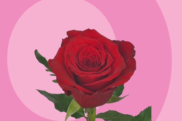 Rose rouge à la tige à 2,50€ du 9 au 18 février