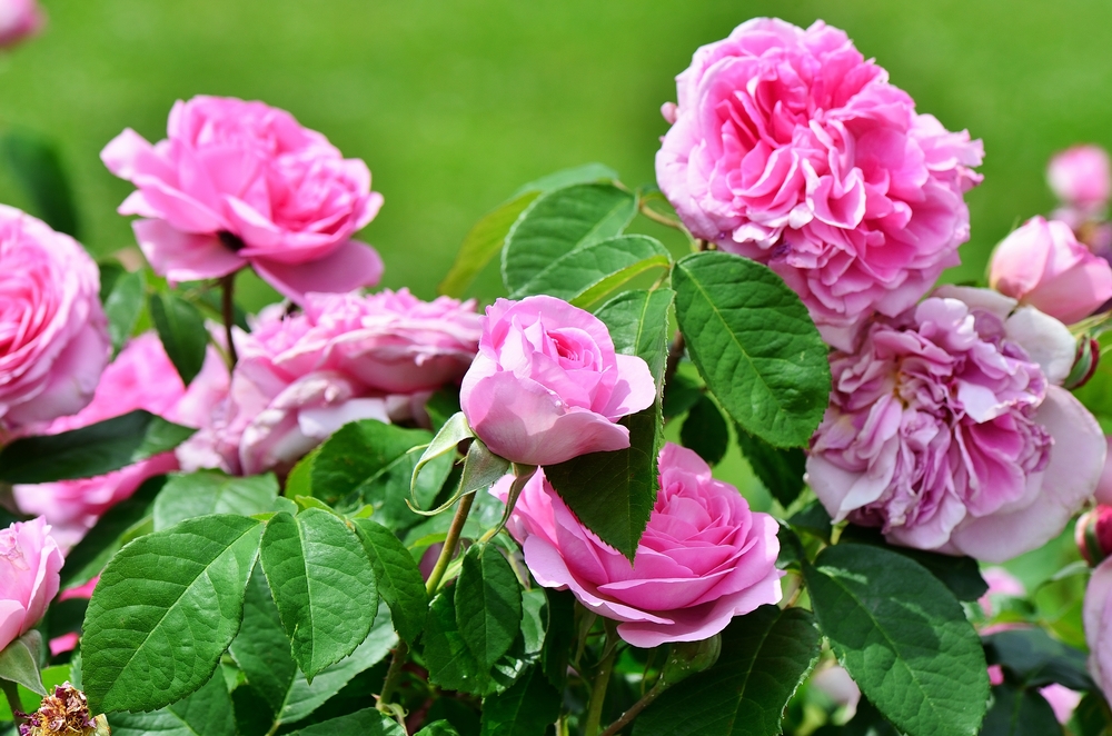 Faut Il Arroser Les Rosiers En Pleine Terre