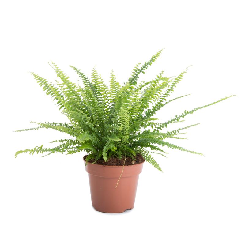 Photo du produit Nephrolepsis