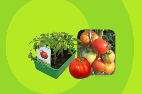 Tomates à 4,50€ au lieu de 5,95€ du 5 au 21 avril