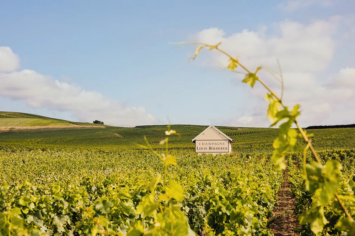 Louis Roederer-Vineyard