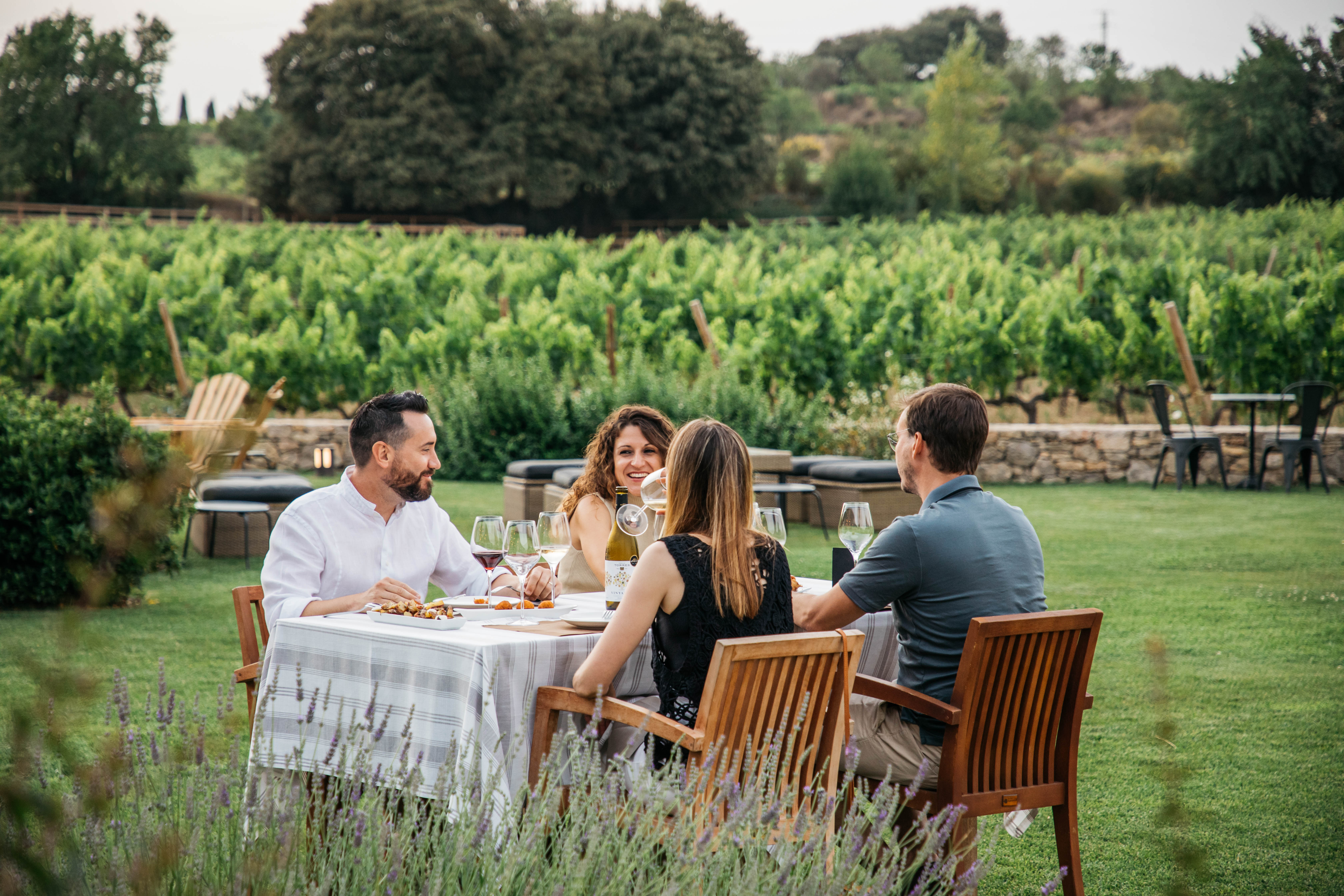 Familia Torres Vineyard