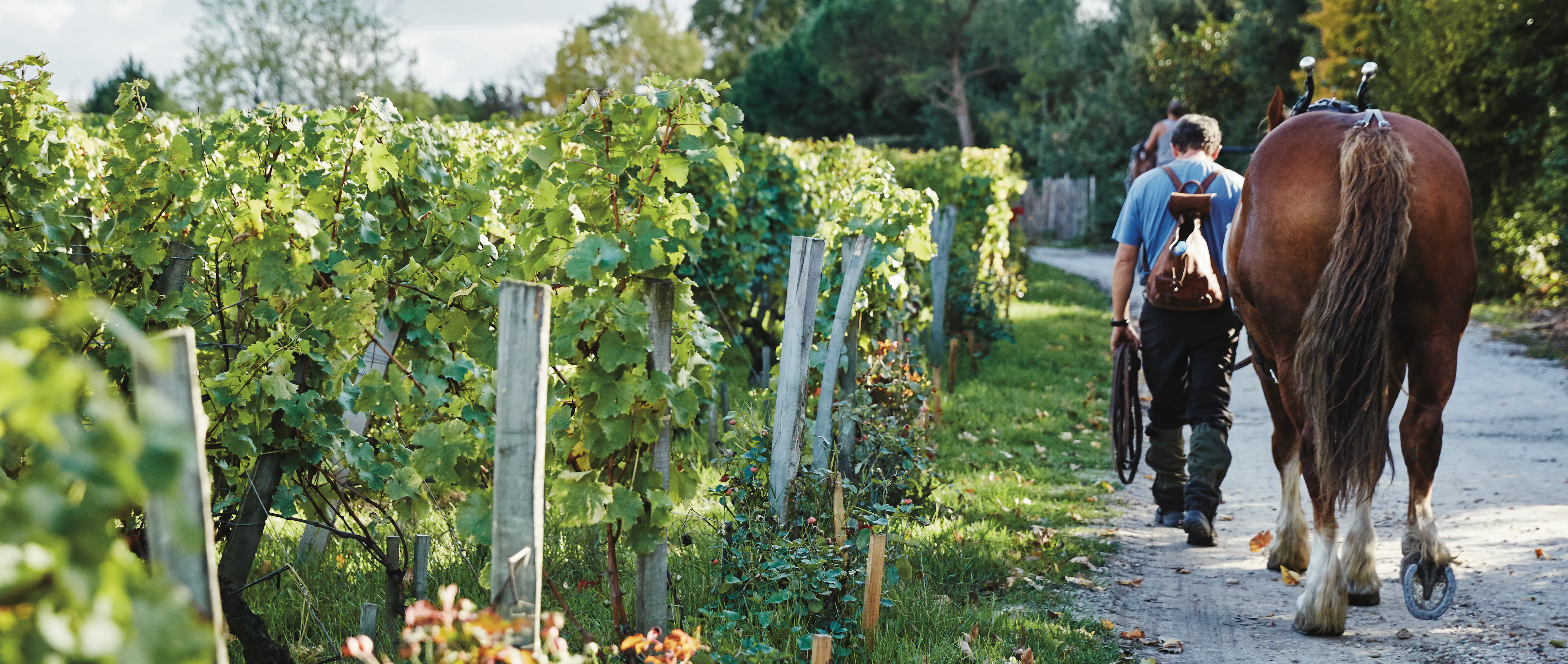 Bordeaux-Homepage-25