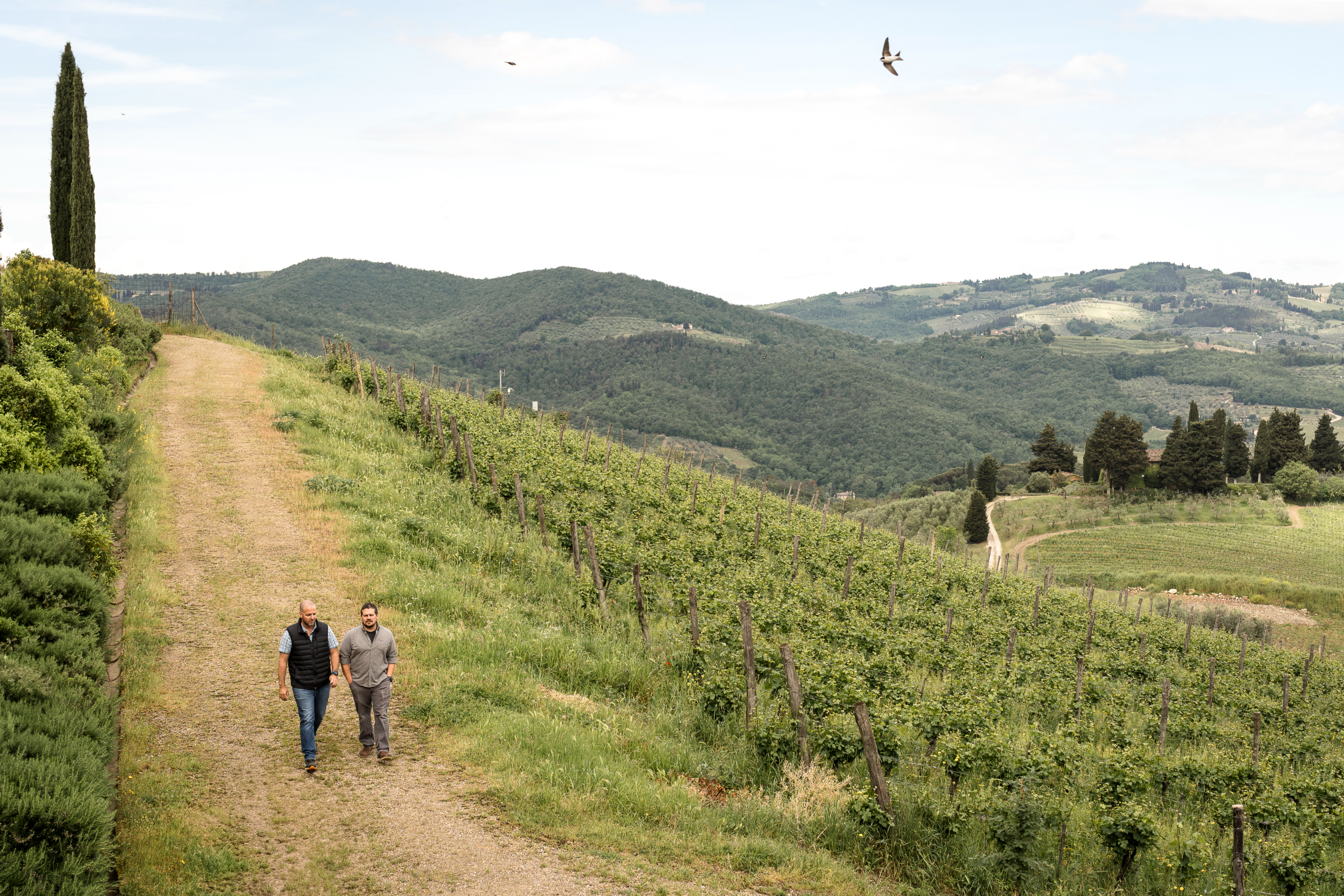 querciabella